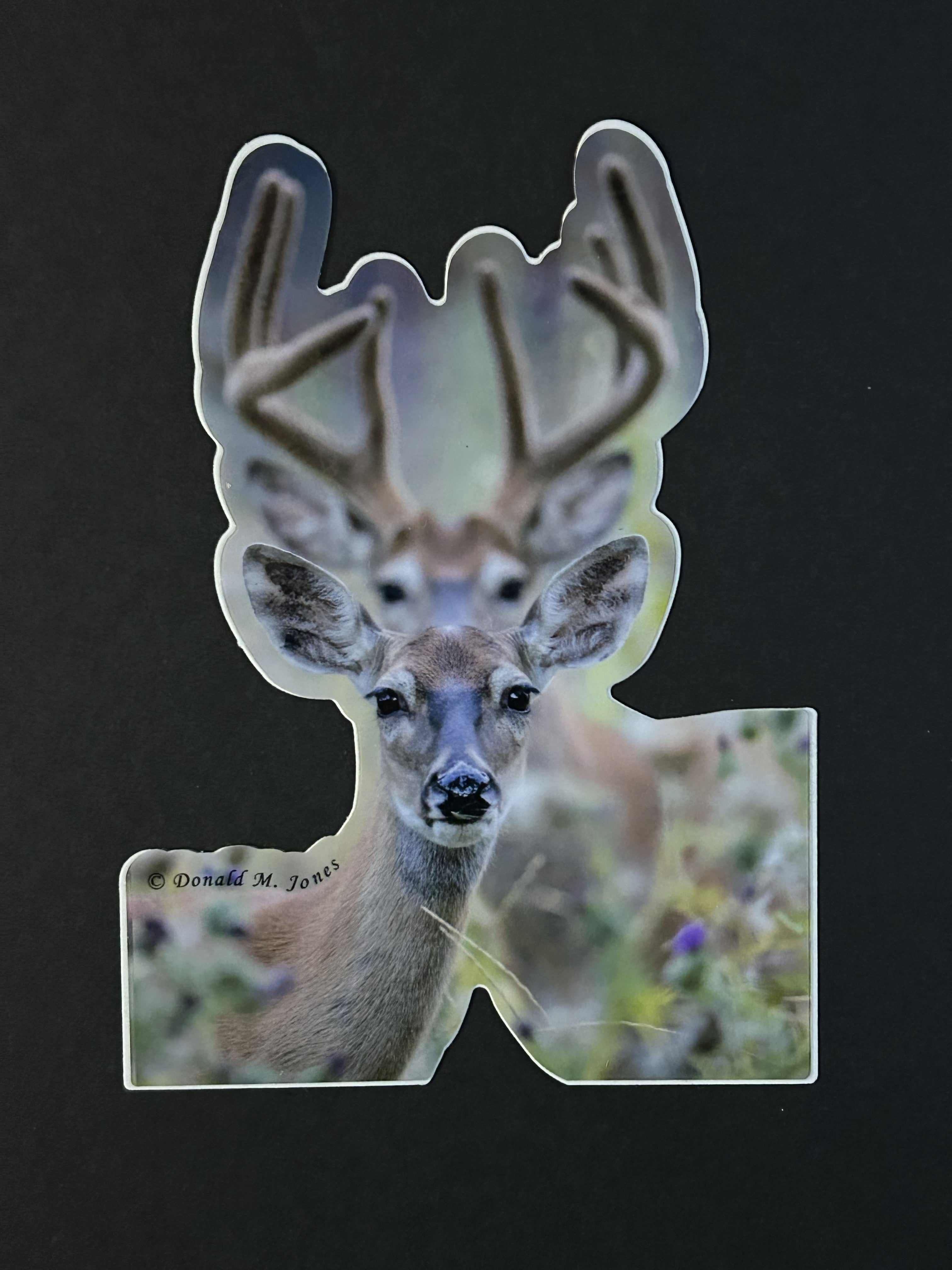 Whitetail Deer Doe and Buck Vinyl Sticker - 6" Die Cut