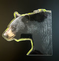 Black Bear - Close up Pose