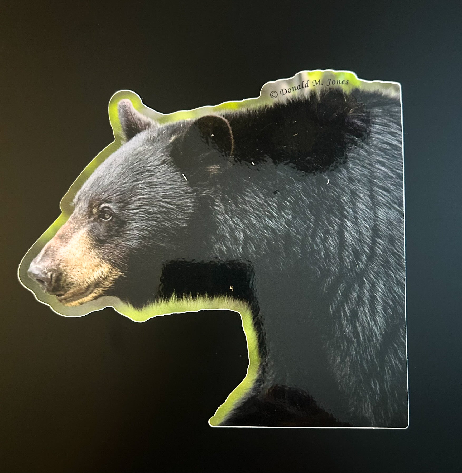 Black Bear - Close up Pose