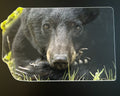 Black Bear Close-up and Claws