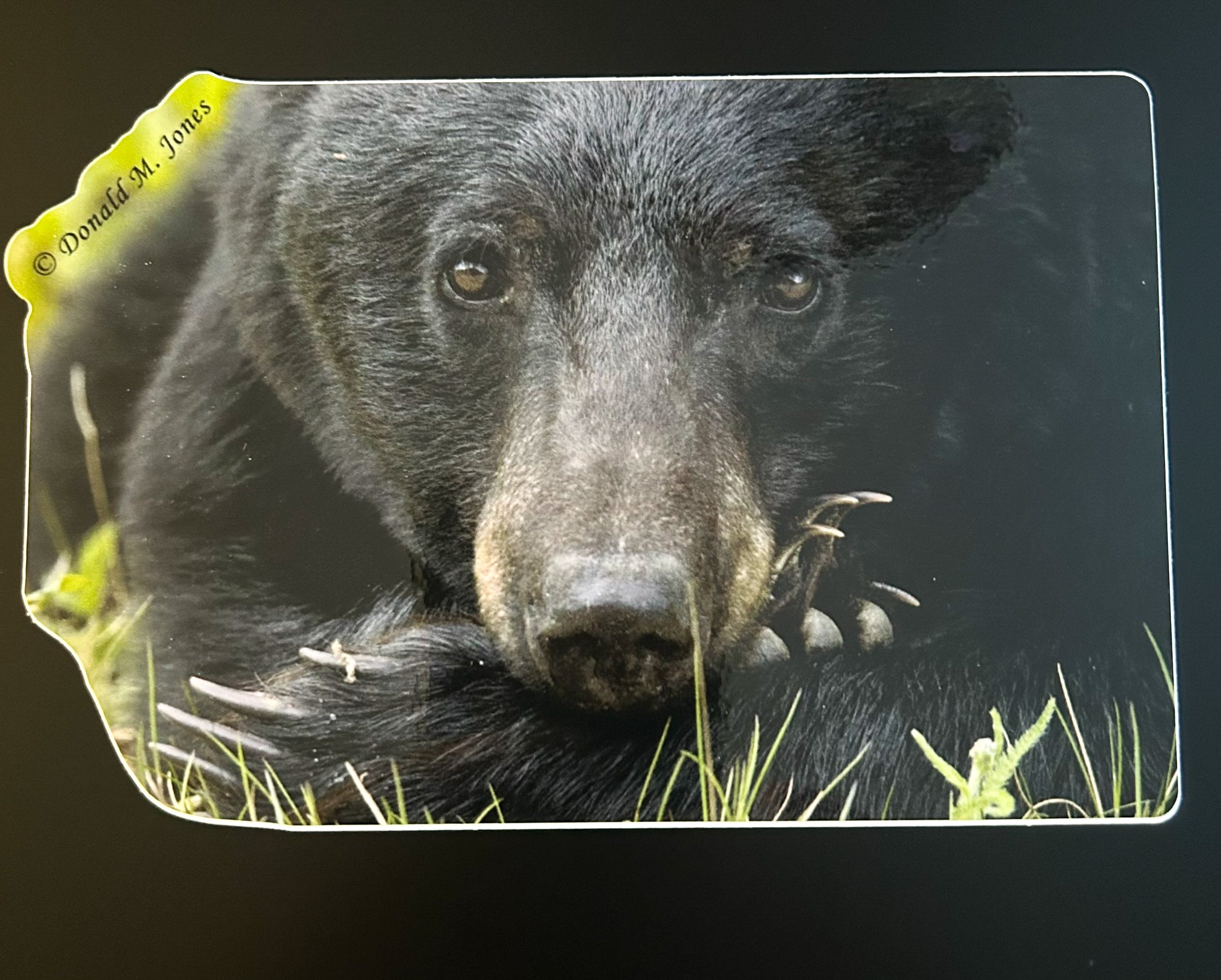 Black Bear Close-up and Claws