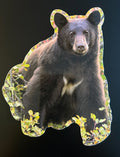 Black Bear with White Chest Markings