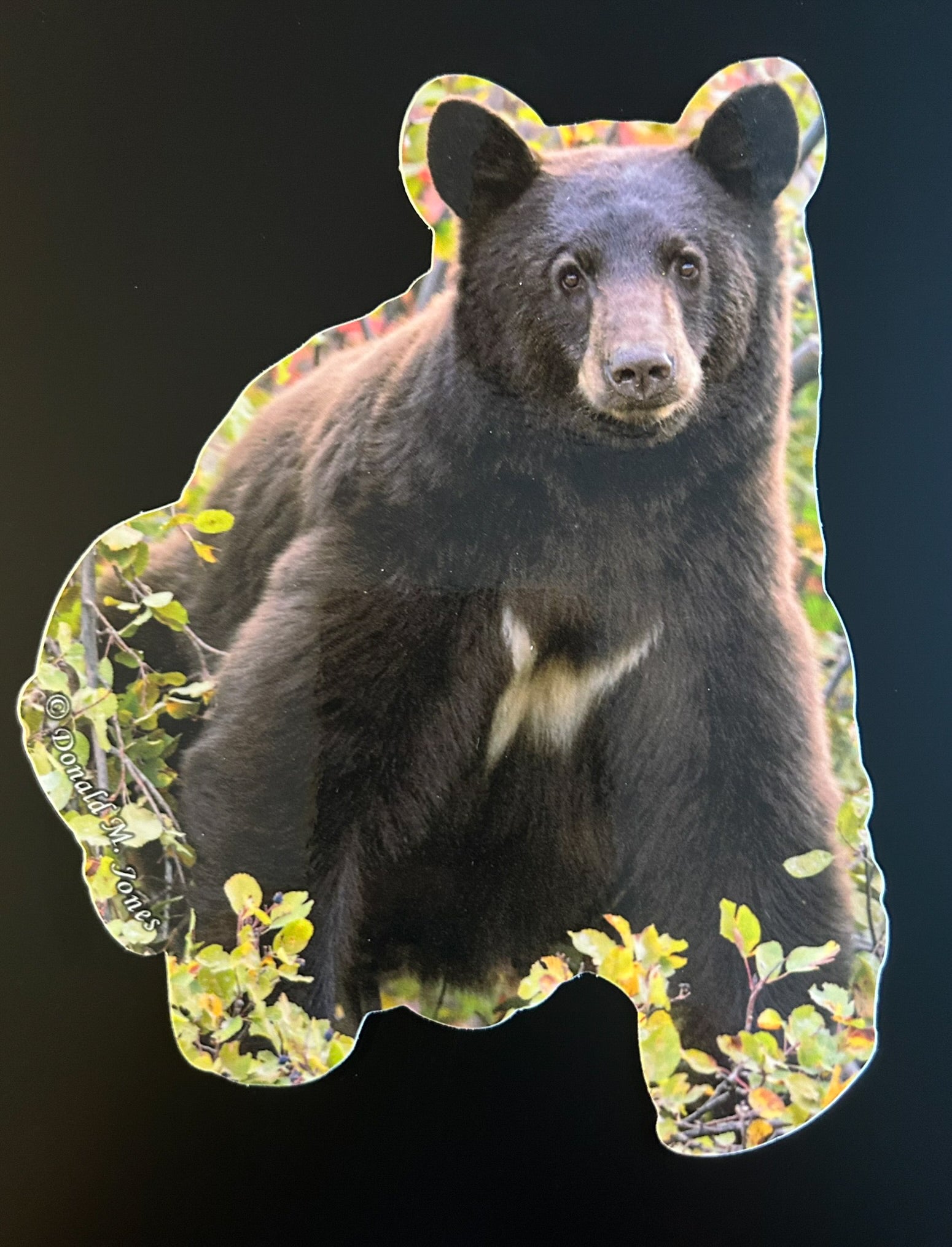 Black Bear with White Chest Markings