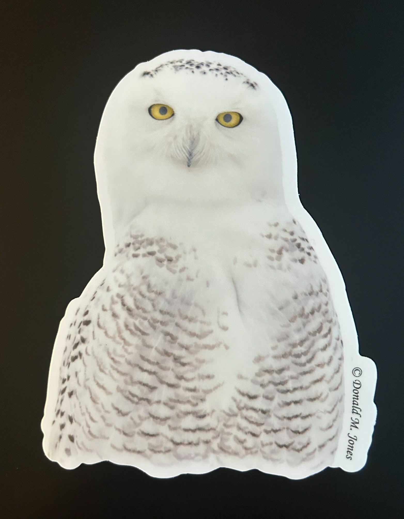 Snowy Owl with Piercing Yellow Eyes