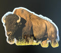 American Bison – Massive Bull Full Body
