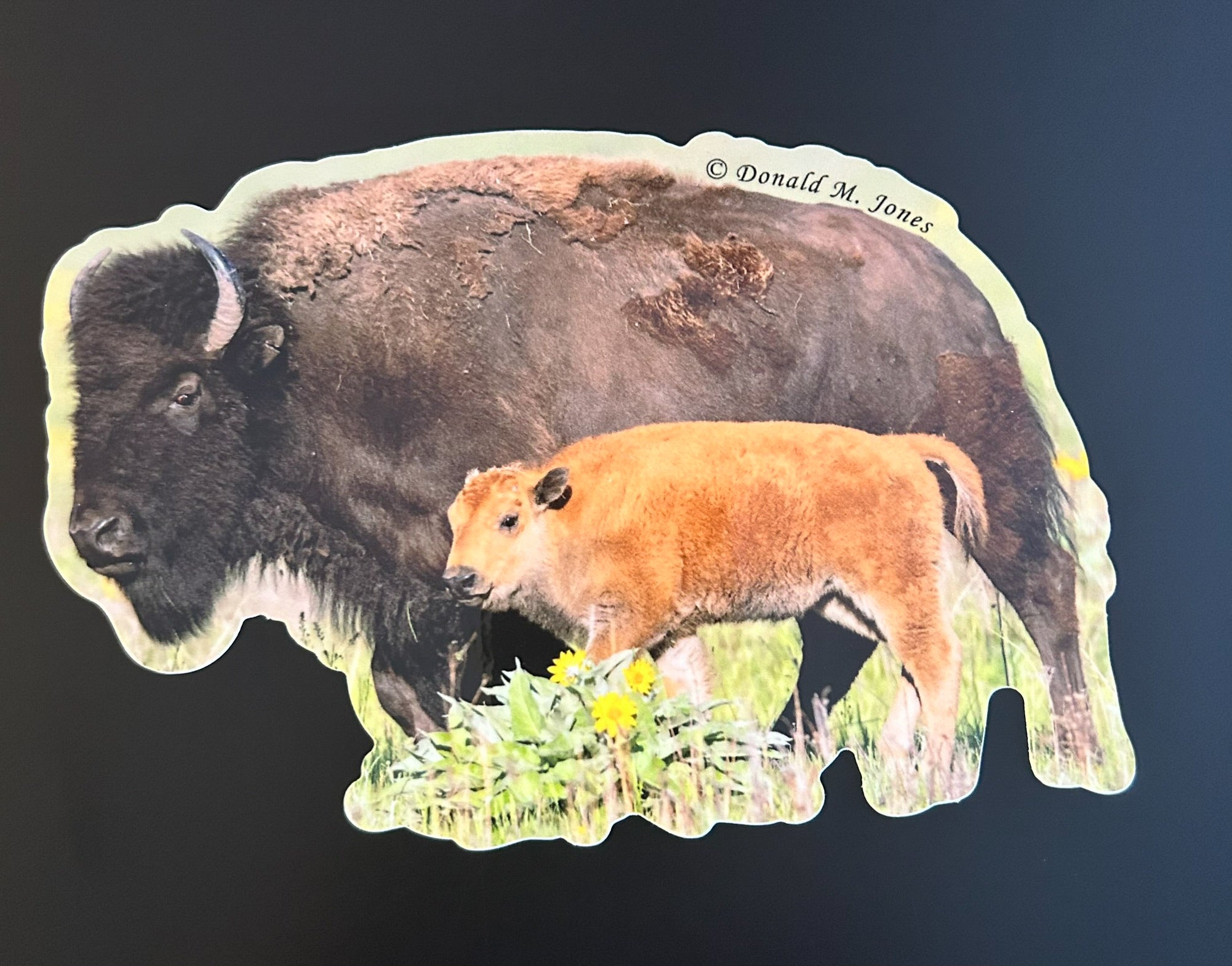 American Bison  - Cow with Red Dog Calf