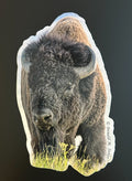 American Bison - Bull Grazing