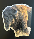 American Bison - Bull Bellowing