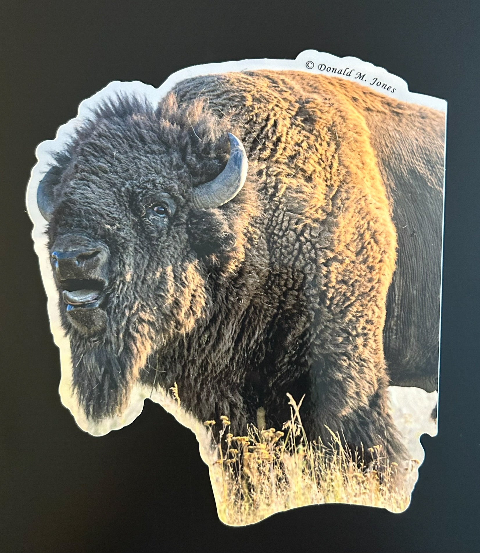 American Bison - Bull Bellowing