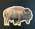 American Bison - Bull Full Side View