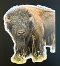 American Bison - Roaming on the Plains