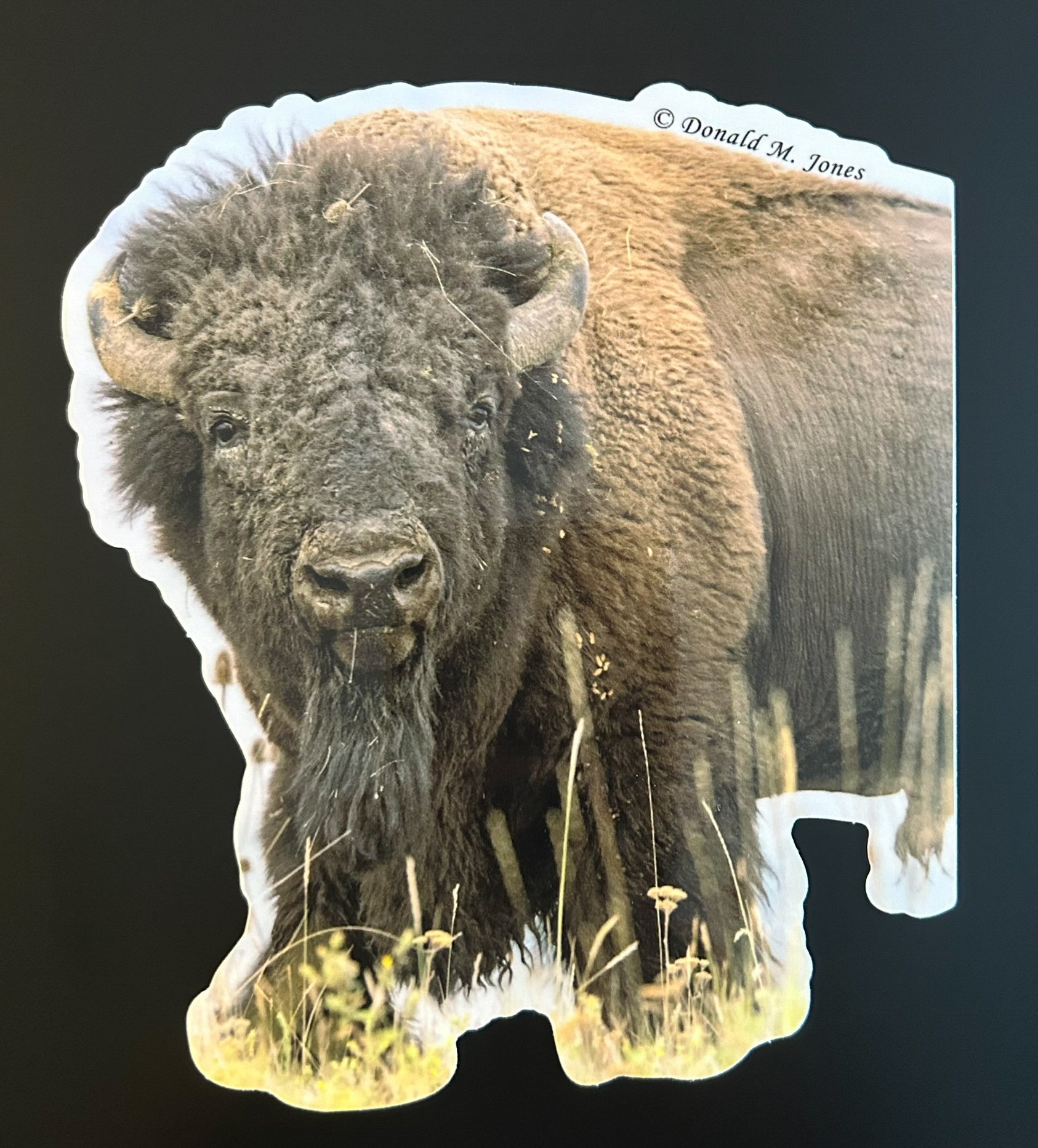 American Bison - Roaming on the Plains