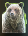 Grizzly Bear - Head and Shoulders Portrait