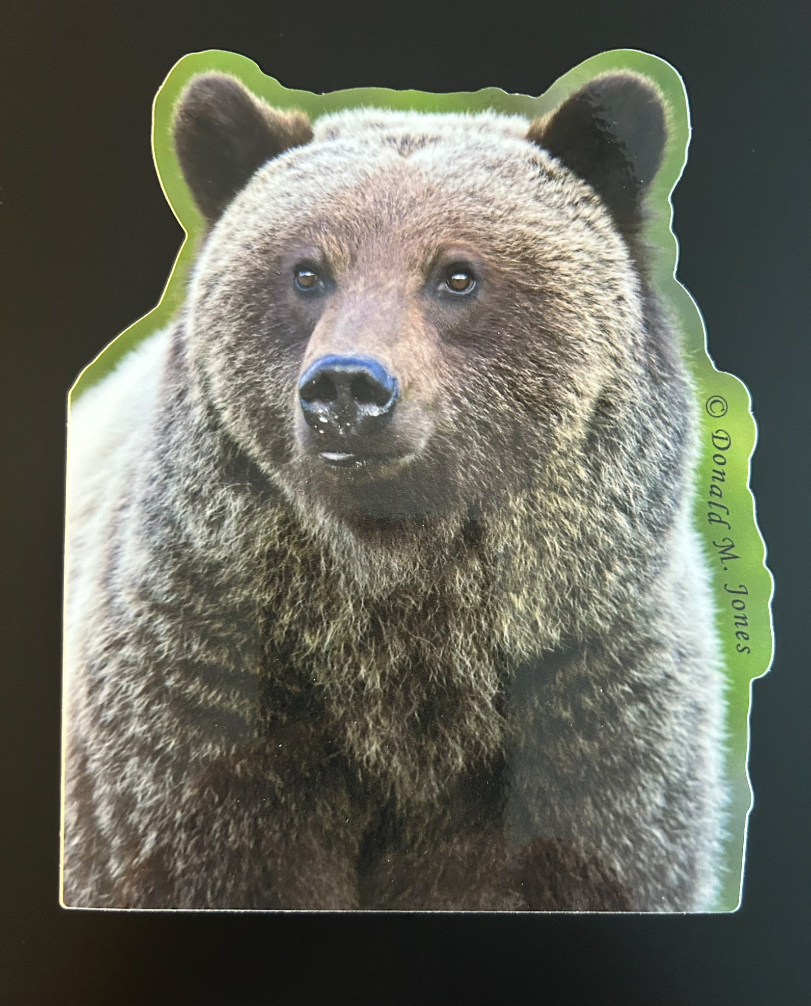 Grizzly Bear - Head and Shoulders Portrait