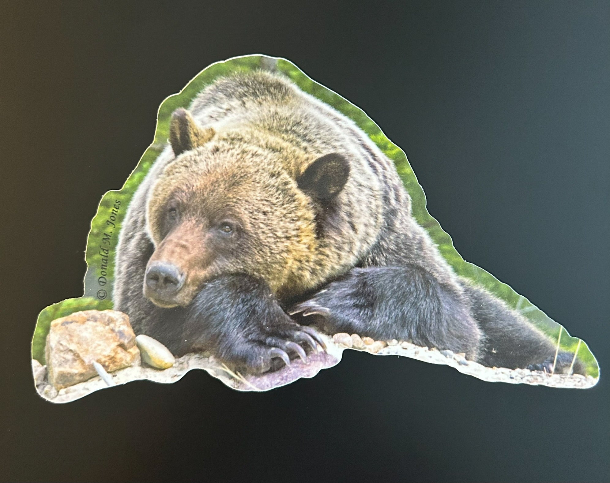 Grizzly Bear - Taking a well-deserved nap!