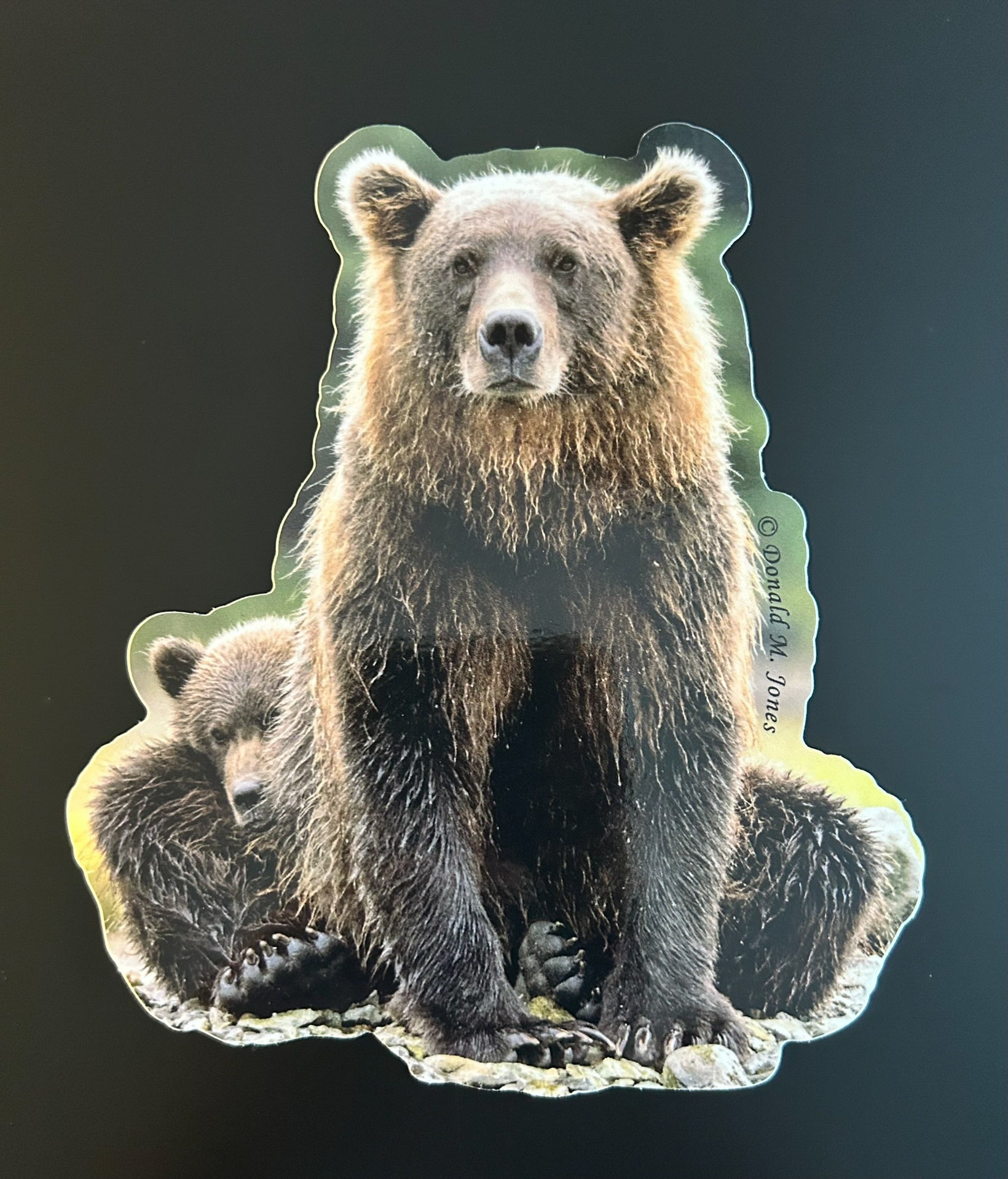Grizzly Bear - Sow with Cub Peeking Out from Behind Her