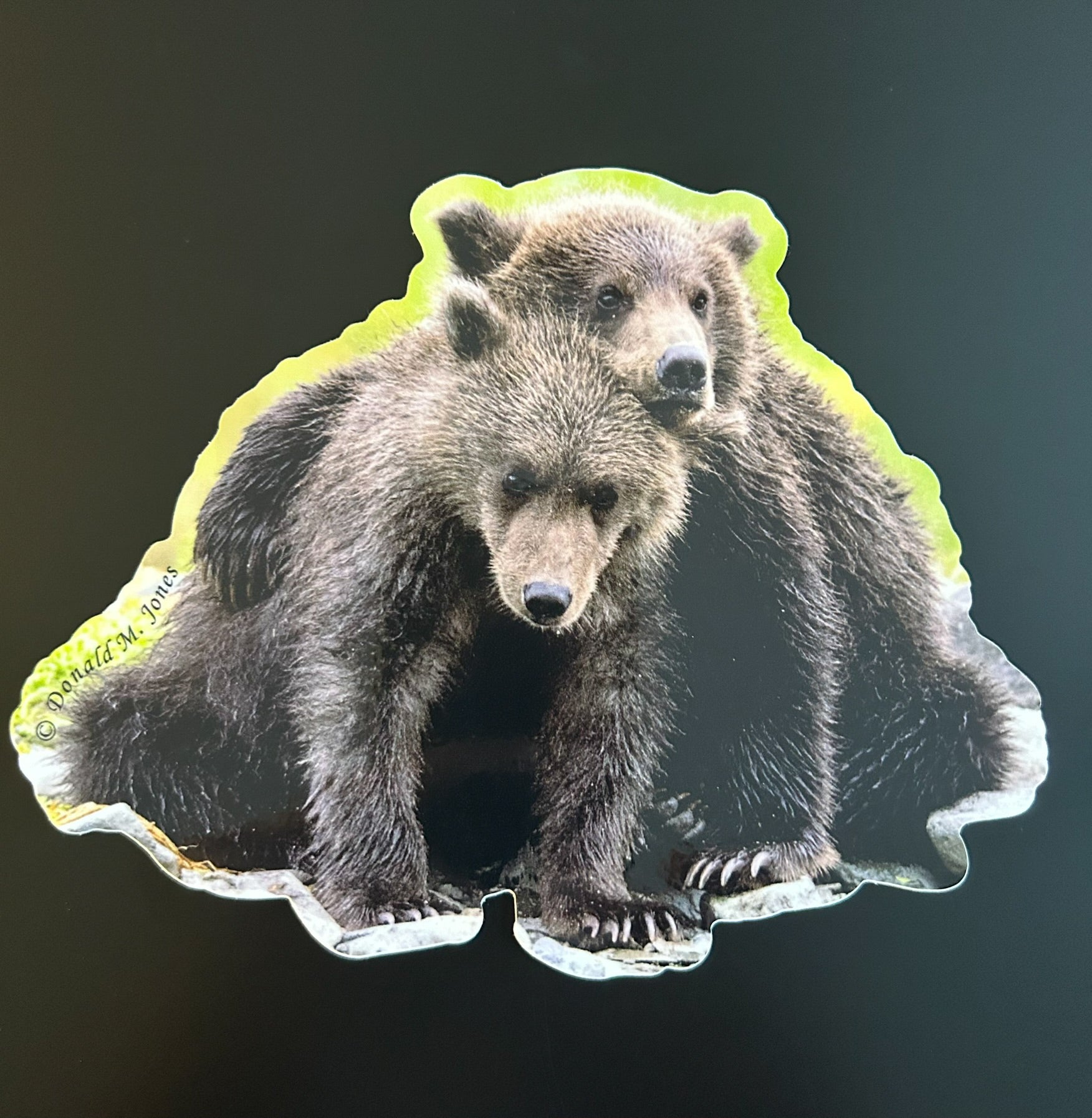 Grizzly Bear - Two Cubs Relaxing