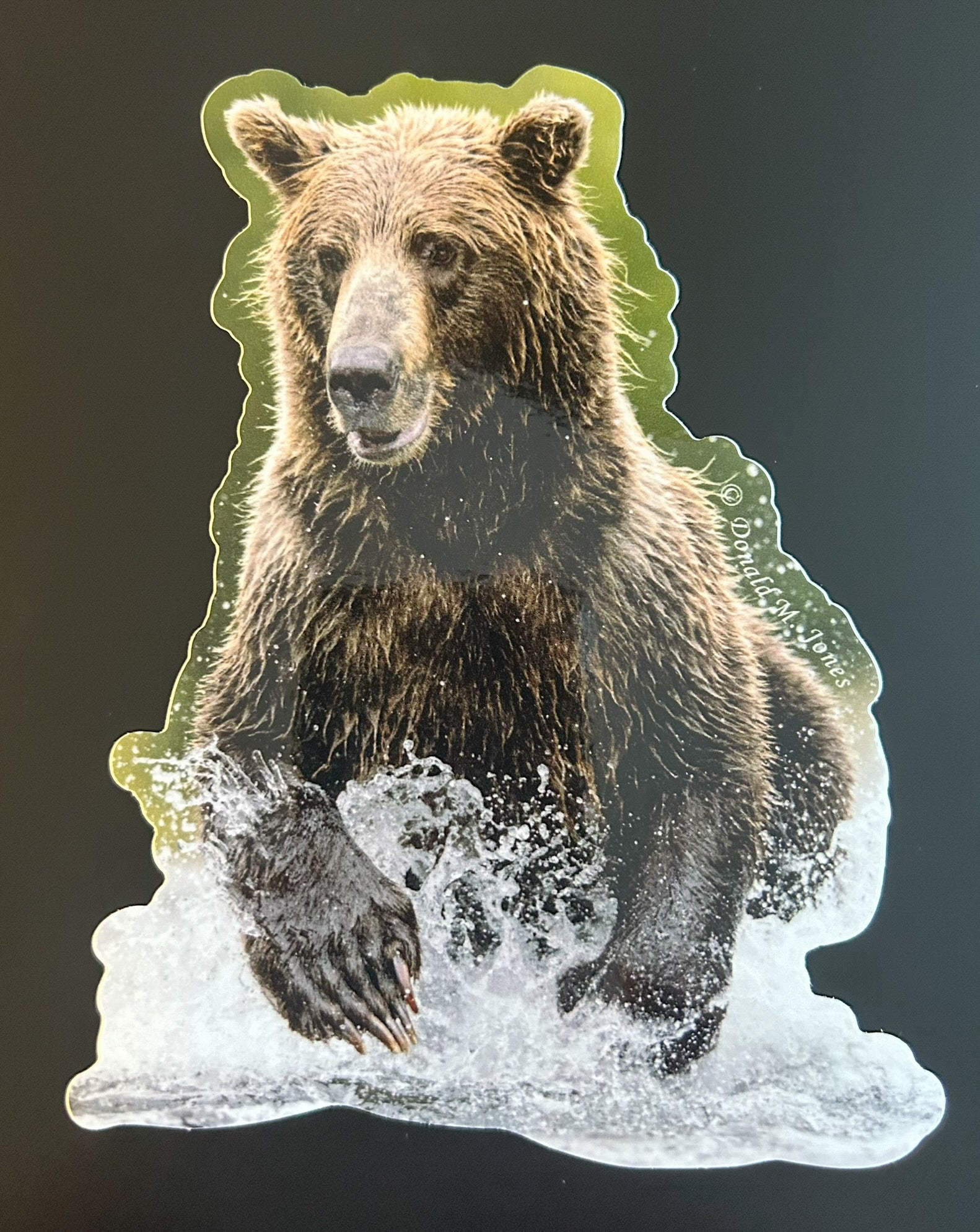 Grizzly Bear - Huge Claws Splashing in River