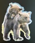 Grizzly Bear Cubs Wrestling