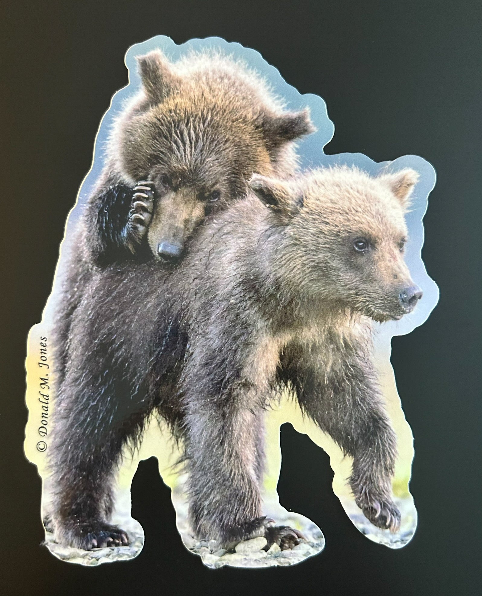 Grizzly Bear Cubs Wrestling