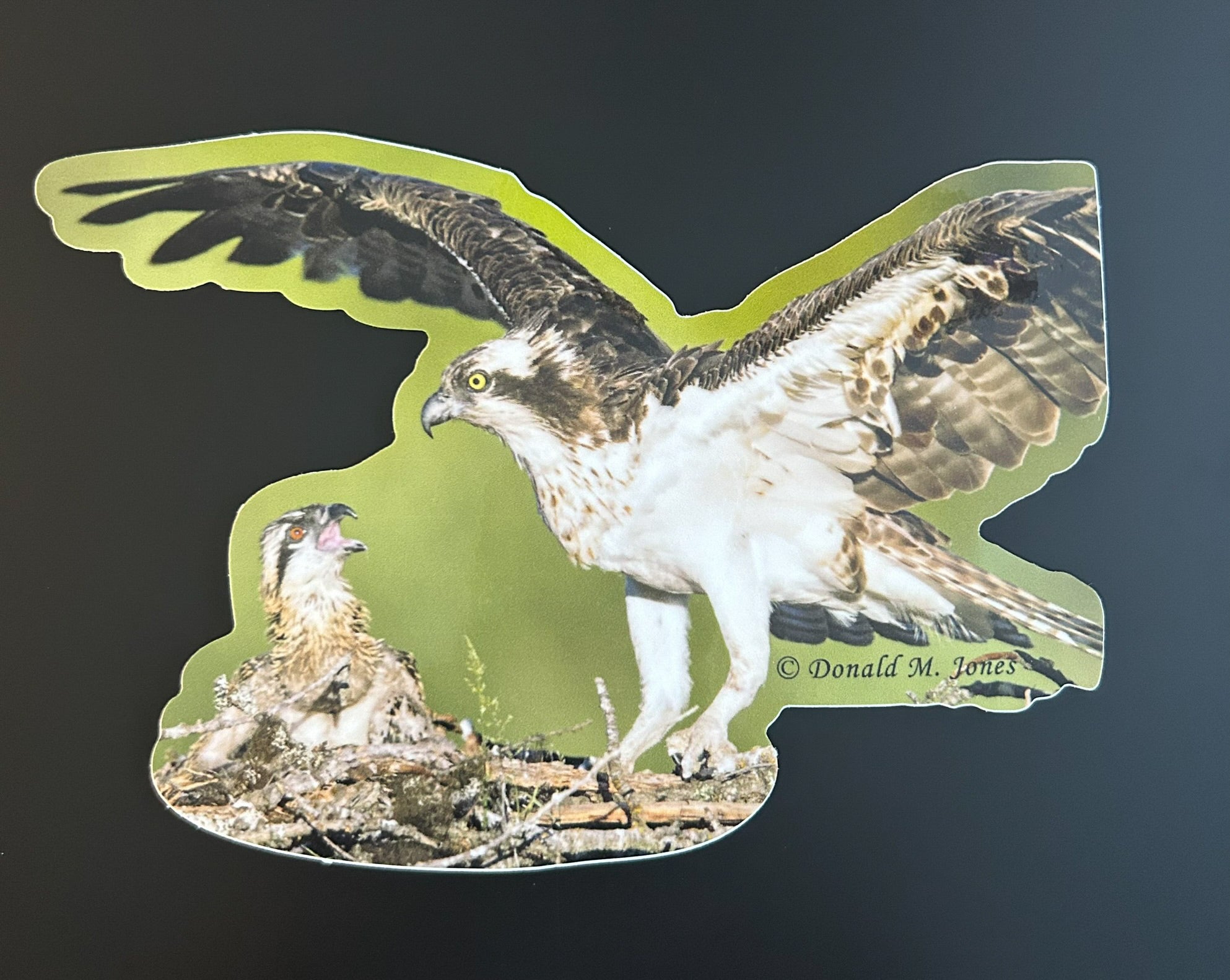 Osprey - Feeding Young Chick
