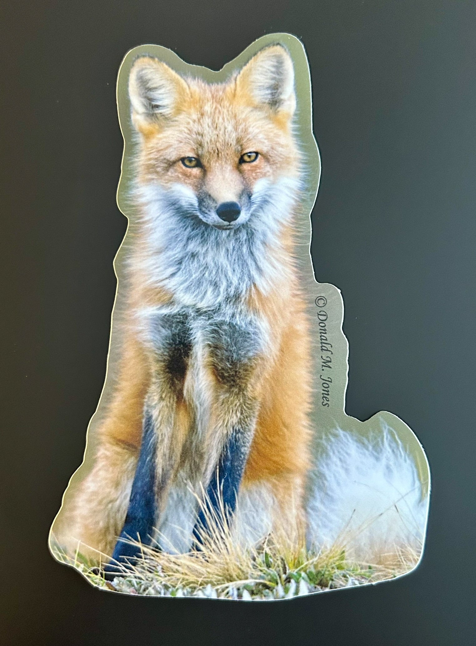 Red Fox - Full Colors on Display