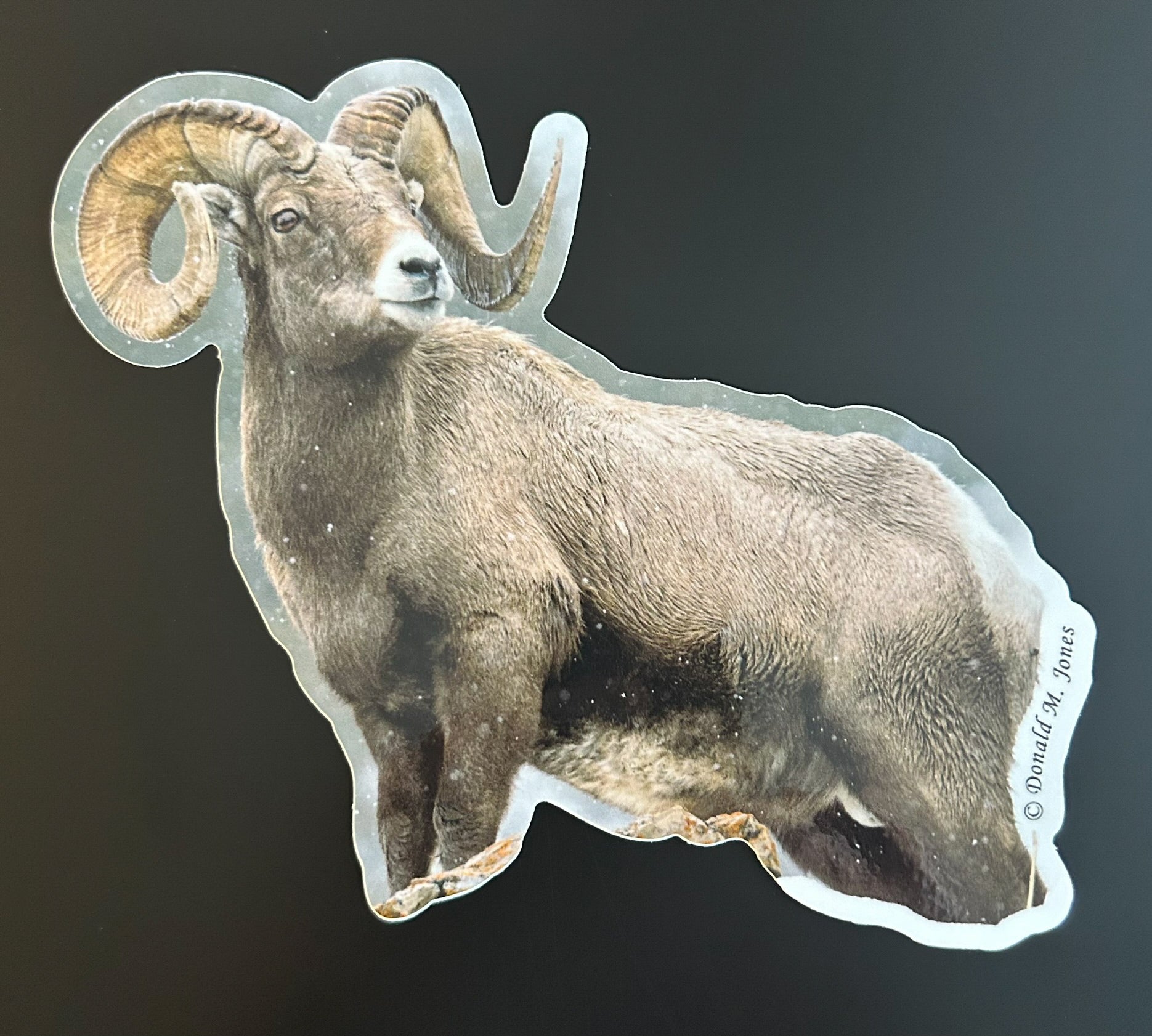 Bighorn Ram - Searching the Landscape