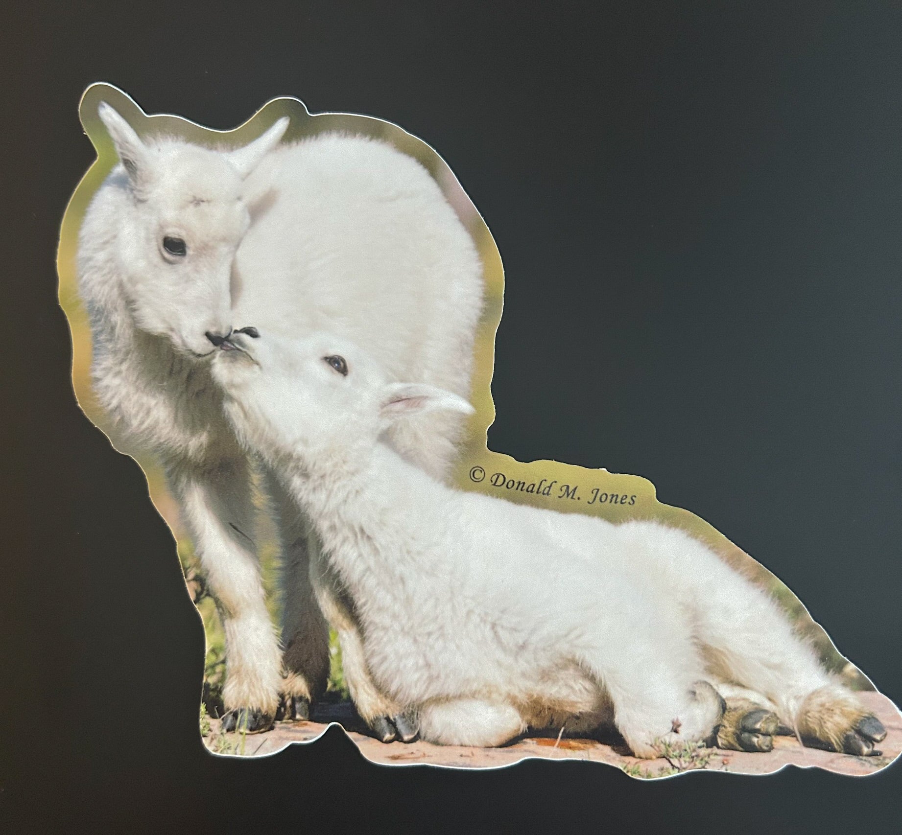Mountain Goat Kids