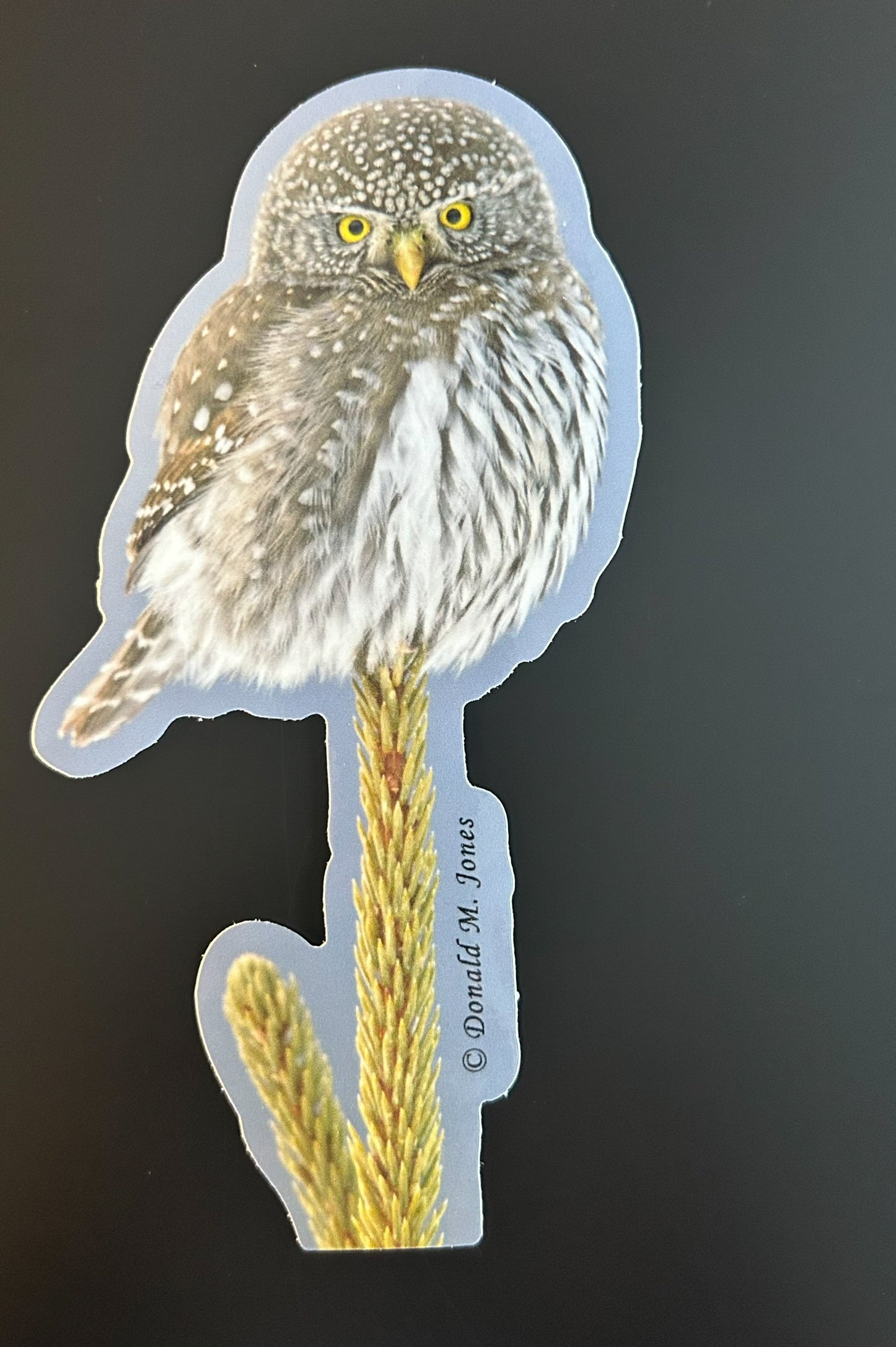 Pygmy Owl - Caught You Looking