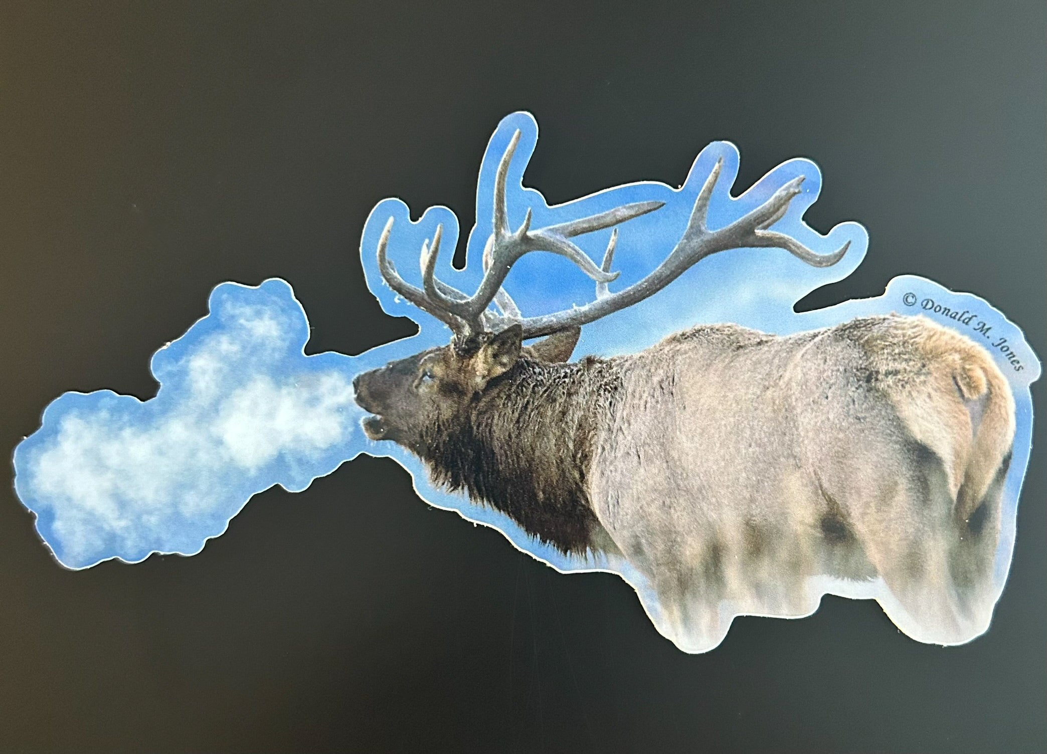 Bull Elk - Bugling on a Cold Day