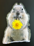 Squirrel - Posing with a Dandelion