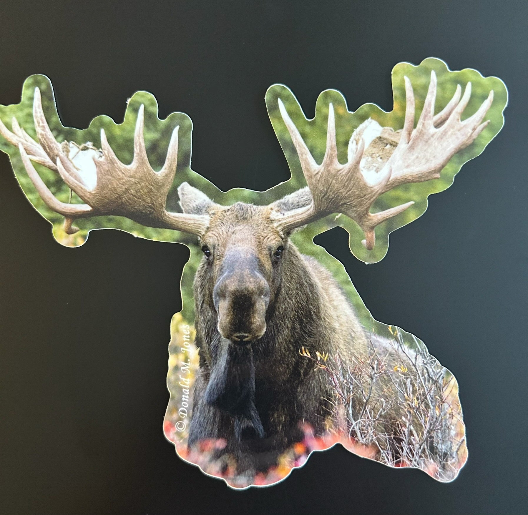 Bull Moose - Massive Paddlehead Filling the Frame