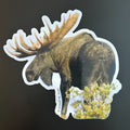 Bull Moose - Fine Pose and Antlers