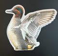 Green Winged Teal Stretching His Wings
