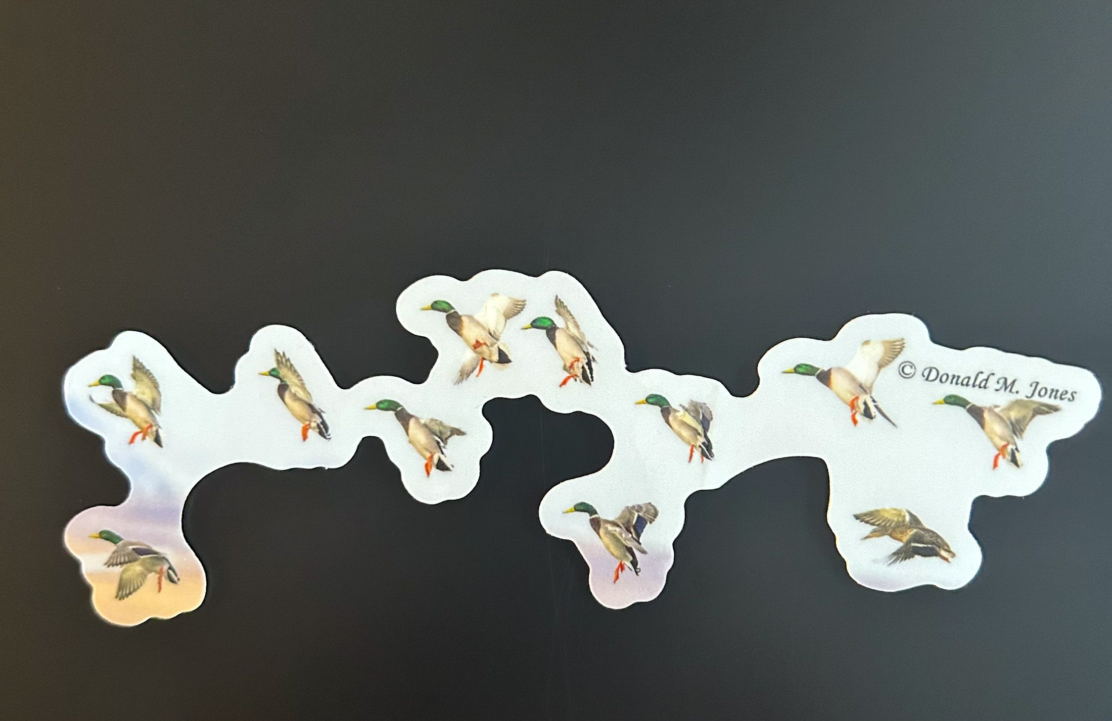 Mallards - Ten Drakes and One Hen, Wings Set for Landing