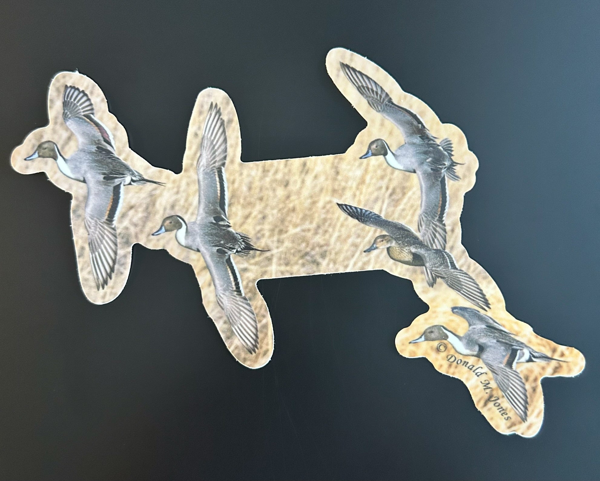 Northern Pintails - Wings Set