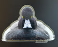 Lesser Scaup - Glaring at You