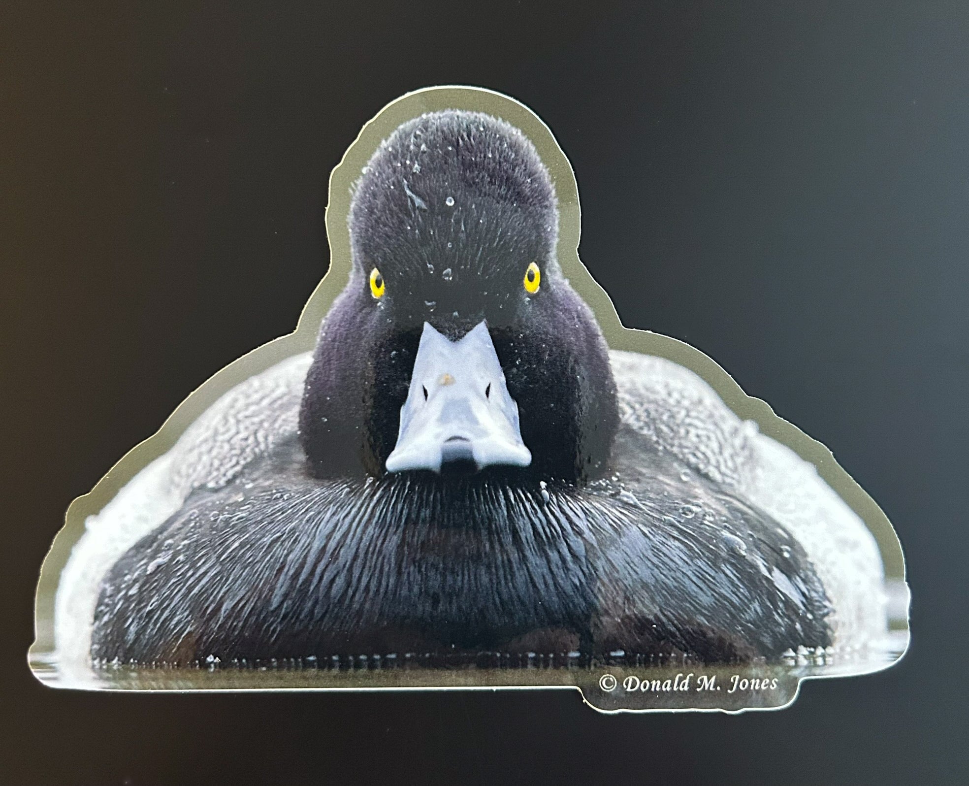 Lesser Scaup - Glaring at You