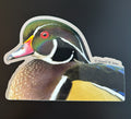 Wood Duck - Fine Detail and Colors