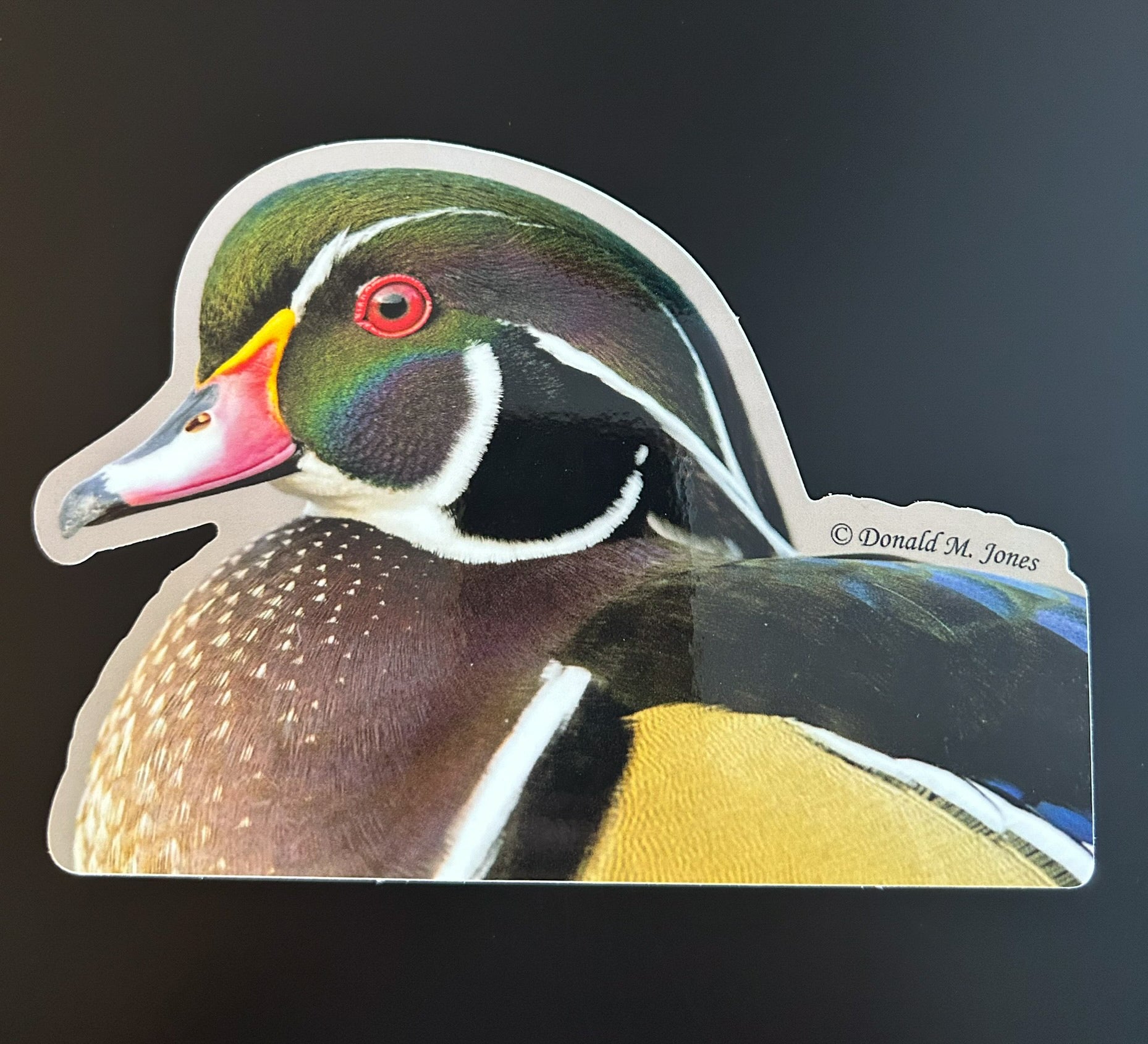 Wood Duck - Fine Detail and Colors