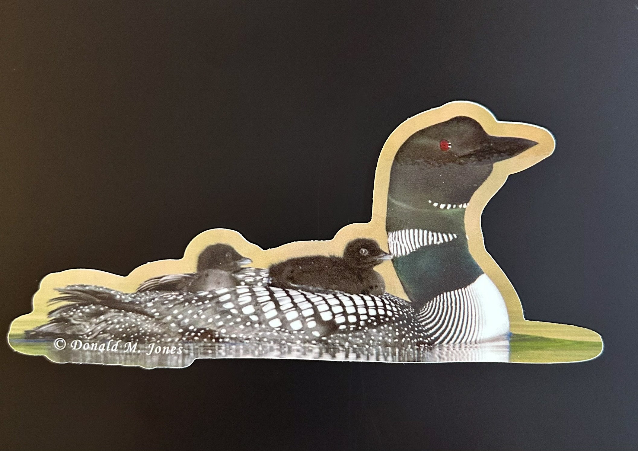 Common Loon with Chicks Hitching a Ride