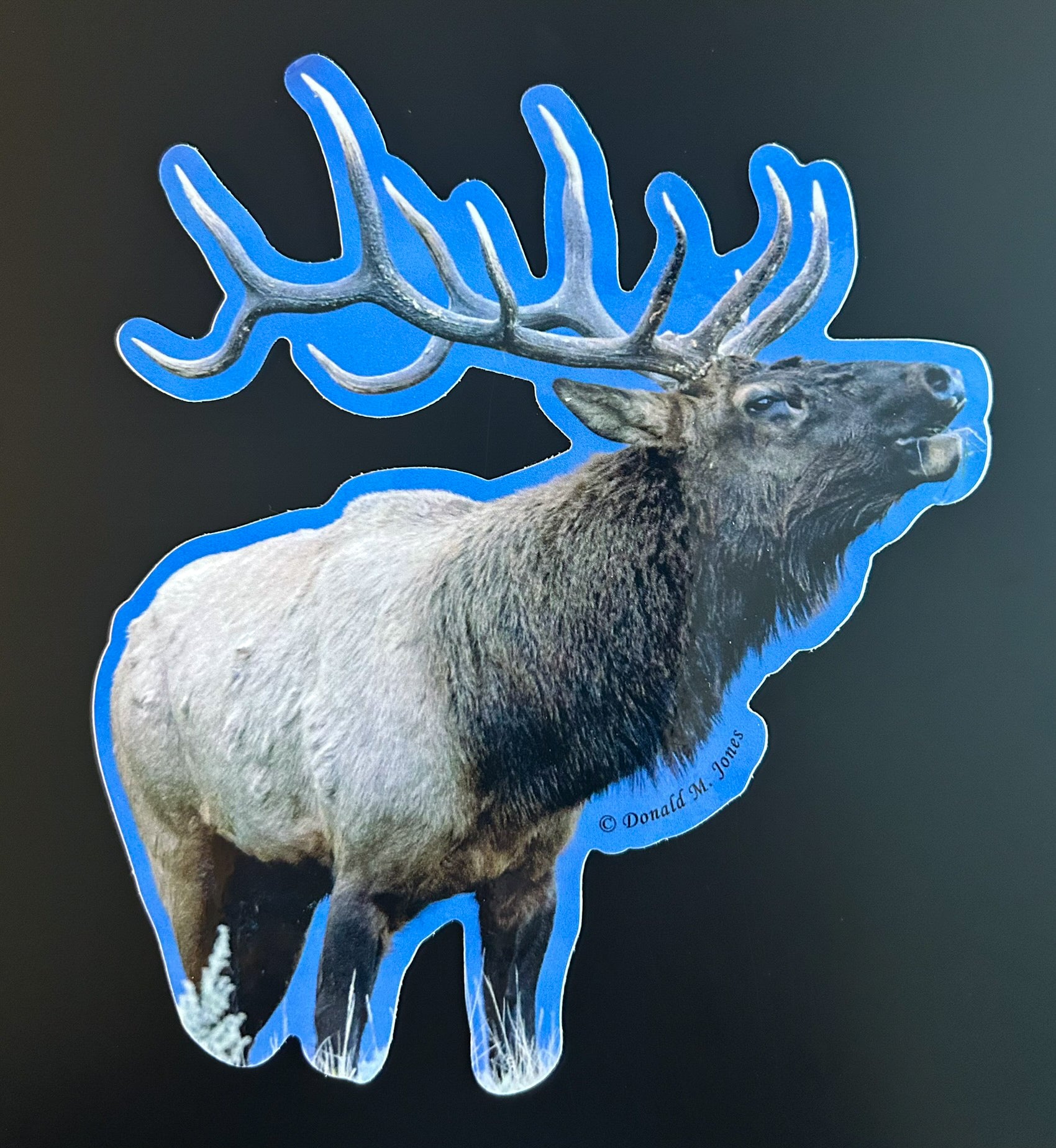 Bull Elk Profile
