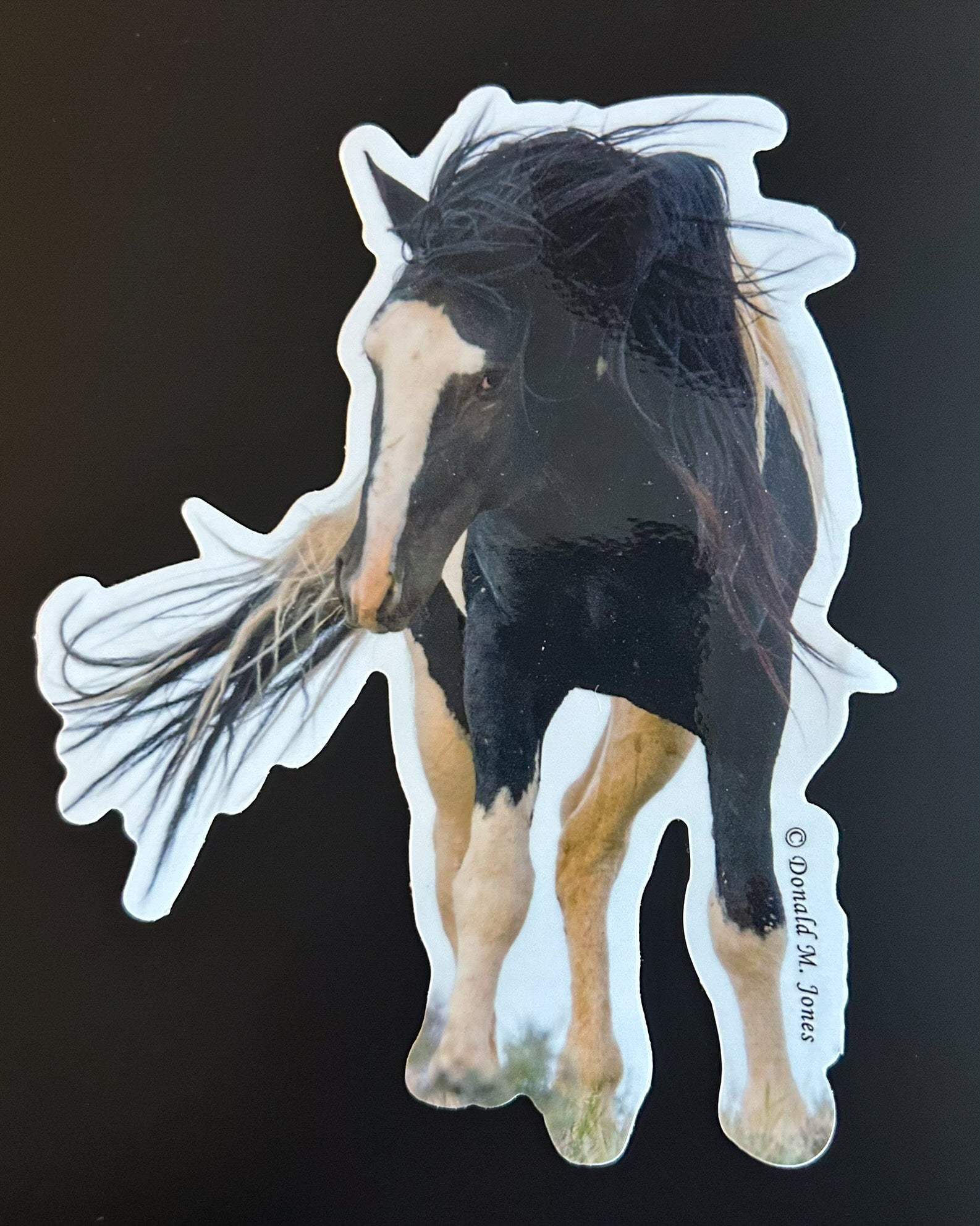 Wild Stallion - Defensive Pose